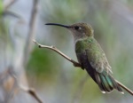 Tumbes Hummingbird